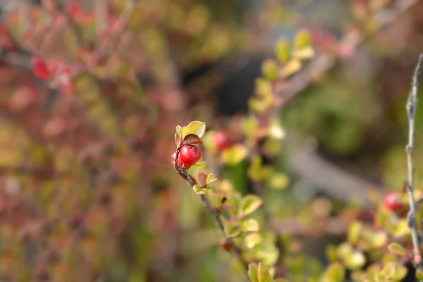 Rock Cotoneaster Branch Leaves Red Berries Latin Name Cotoneaster Horizontalis — Stock Photo, Image