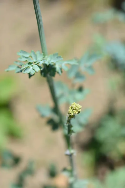 Жовтий Луг Квіткові Бутони Листя Латинська Назва Thalictrum Flavum Subsp — стокове фото