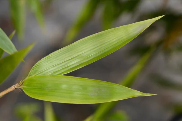 Black Bamboo Leaves Latin Name Phyllostachys Nigra — Stock Photo, Image