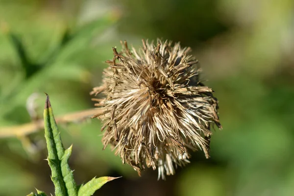 Southern Globethistle Seed Head Latin Name Echinops Ritro — Stock Photo, Image