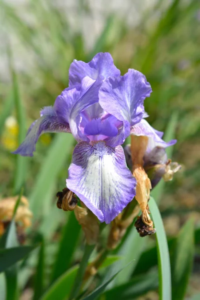 Iris Barbu Intermédiaire Arctic Fancy Flower Nom Latin Iris Barbata — Photo