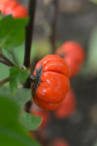 苦いトマトの赤い果実 ラテン名 Solanum Aethiopicum — ストック写真