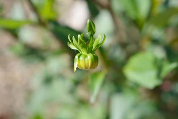 Rebeccas World Dahlia Flower Bud Nome Latino Dahlia Rebeccas World — Fotografia de Stock