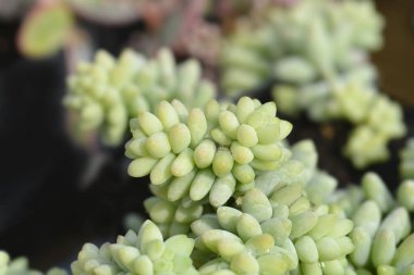 Burros kuyruğu - Latince adı - Sedum morganianum Burrito