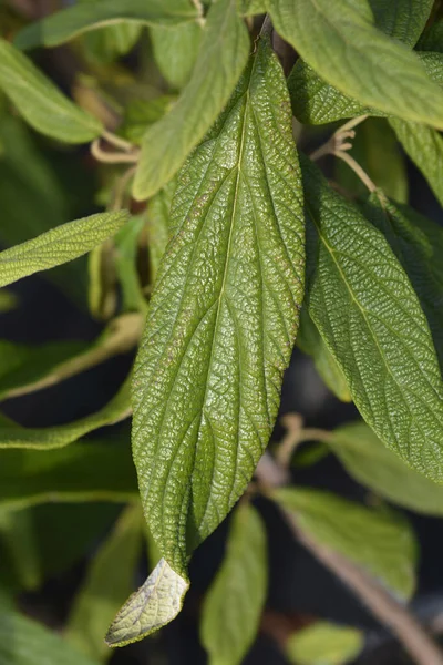 Wrinkled Viburnum Leaves Latin Name Viburnum Rhyridophyllum — Stock Photo, Image