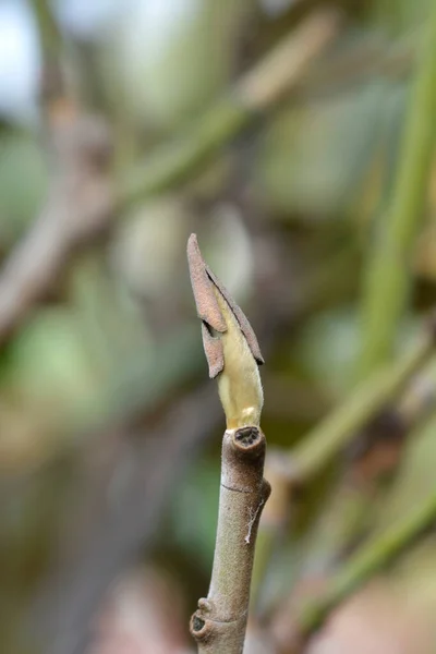 아프리카 남부에 꽃봉오리 라틴어 마그누 라피아 식물상 — 스톡 사진