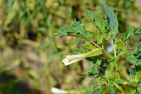 Kwiat Ciernia Nazwa Łacińska Datura Stramonium — Zdjęcie stockowe