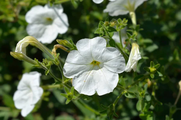 Duże Białe Kwiaty Petunii Łacińska Nazwa Petunia Axillaris — Zdjęcie stockowe