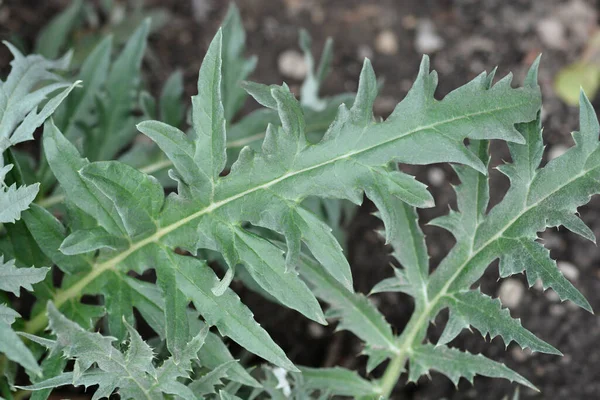 Blätter Der Artischocken Distel Lateinischer Name Cynara Cardunculus — Stockfoto