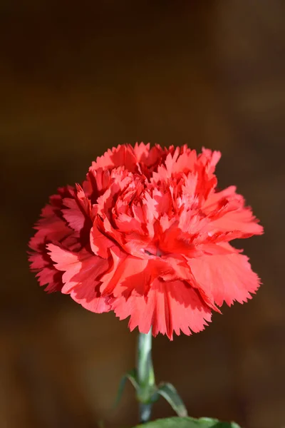Красный Гвоздичный Цветок Латинское Название Dianthus Caryophyllus — стоковое фото