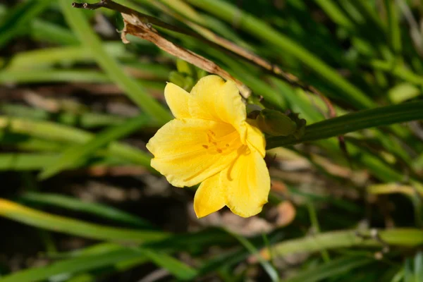 Stella Oro Kwiaty Łacińska Nazwa Hemerocallis Stella Oro — Zdjęcie stockowe