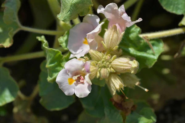 Common devils claw flower - Latin name - Proboscidea louisianica