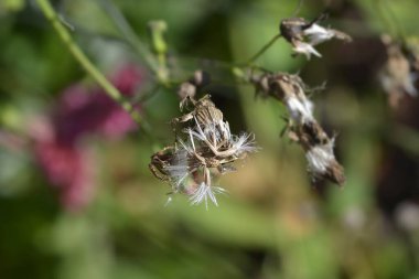 Tasselflower başı - Latince adı - Emilia fosbergii