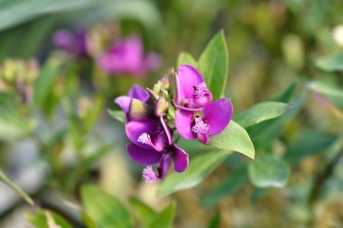 Myrtle-leaf milkwort çiçekleri - Latince adı - Polygala myrtifolia