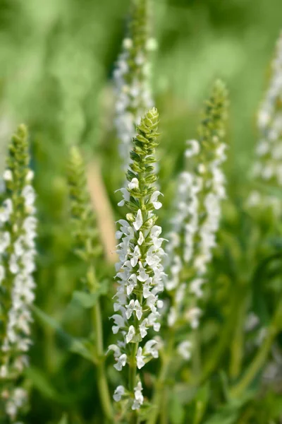 Balcan Clary White Flowers Nome Latino Salvia Nemorosa — Fotografia de Stock