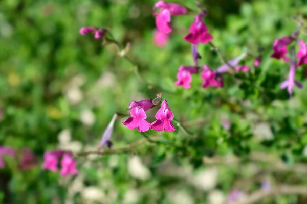 Baby Sage Pink Blush Latin Name Salvia Microphylla Pink Blush — Stock Photo, Image