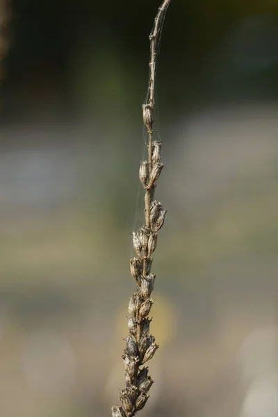 Lila Lockere Samenschoten Lateinischer Name Lythrum Salicaria — Stockfoto