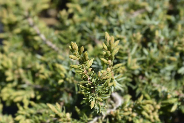 Juniperus Communis Green Carpet Українська Назва — стокове фото