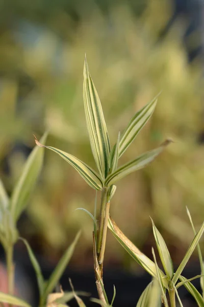 Variegated Chinese Bamboo Leaves Latin Name Bambusa Multiplex Variegata — Stock Photo, Image