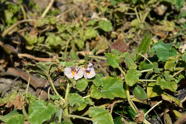 Common devils claw - Latin name - Proboscidea louisianica