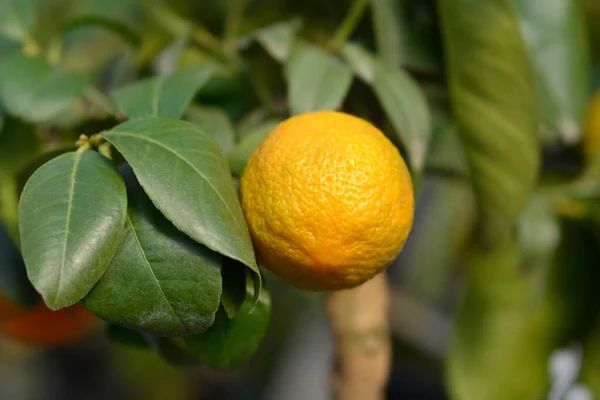 果实累累的红色酸橙树枝 拉丁文名 柑橘红色酸橙 — 图库照片