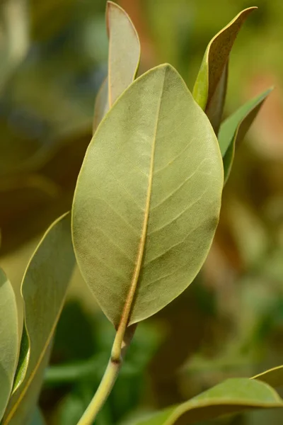 南マグノリアの葉 ラテン語名 マグノリア属 — ストック写真
