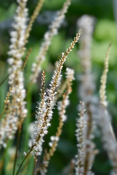 Hegyi Gyapjú Alba Virágok Latin Név Bistorta Amplexicaulis Alba — Stock Fotó