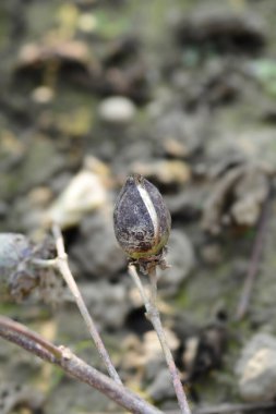 Upland pamuğu açık tohum kapsülü - Latince adı - Gossypium hirsutum