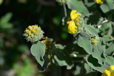 Kudüs adaçayı sarı çiçekleri - Latince adı - Phlomis fruticosa