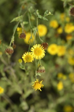 -Latince adı - Pulicaria vulgaris küçük fleabane sarı çiçekler