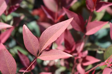 İlahi bambu saplantılı yapraklar - Latince adı - Nandina evcilleştirilmiş