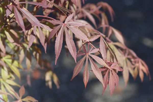 赤葉のメープルブランチ ラテン語名 Acer Palmatum Skeets Broom — ストック写真