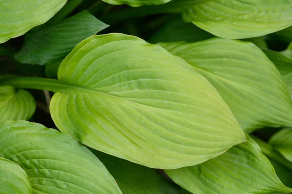 Plantain Lily Leaves Nama Latin Hosta Hybrid — Stok Foto