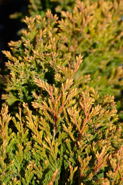 Krypande Enbär Lime Glow Latinskt Namn Juniperus Horizontalis Lime Glow — Stockfoto