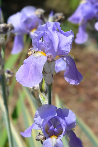 Variegated Dalmatian Iris Flows Latin Name Iris Pallida Variegata — стокове фото