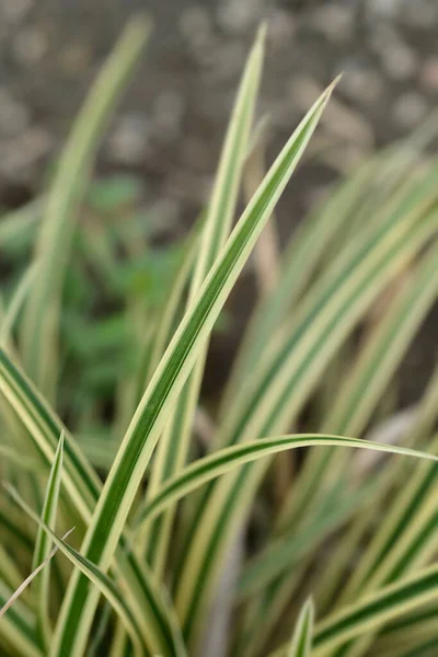 Sedge Vaniglia Ghiaccio Foglie Nome Latino Carex Morrowii Vaniglia Ghiaccio — Foto Stock