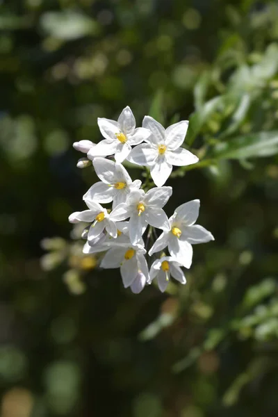 Картофельная Виноградная Лоза Белые Цветы Латинское Название Solanum Laxum — стоковое фото