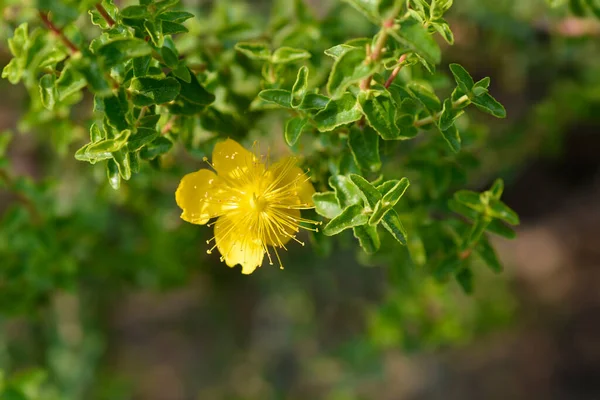 Baleárské Johns Wort Květ Latinský Název Hypericum Balearicum — Stock fotografie