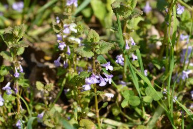 Yeraltı sarmaşığı - Latince adı - Glechoma hederacea