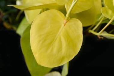 Tatlı bitkisel limon yaprakları - Latince adı - Philodendron hederaceum Limon