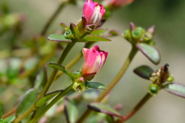 Karpuz yumruğu yosun gülü çiçekleri ve tohumlar - Latince adı - Portekiz Renkli Karpuz Yumruğu