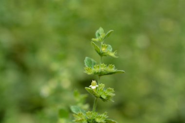 Limon merhemi küçük çiçek - Latince adı - Melissa officinalis