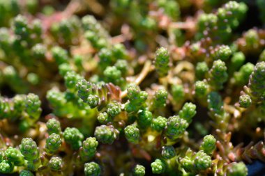 Goldmoss Stonecrop yaprakları - Latince adı - Sedum dönümü
