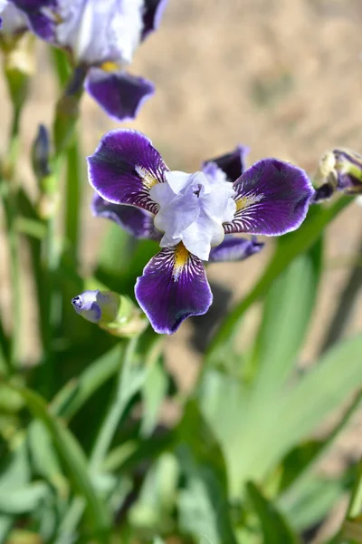 Miniature Tall Bearded Iris Consummation Flower Латинское Название Iris Consummation — стоковое фото