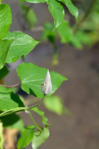 Nubia Clematis Red Flower Bud Latin Name Clematis Boulevard Red — стокове фото