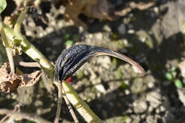 Common devils claw seed pod - Latin name - Proboscidea louisianica