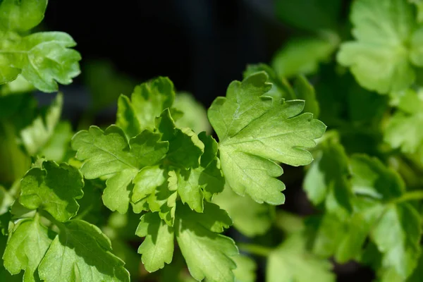 Garden Parsly Green Leaves Latin Name Petroselinum Crispum — Stok Foto