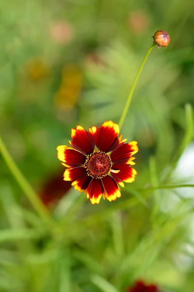 Kwiat Rzepaku Zwyczajnego Nazwa Łacińska Coreopsis Tinctoria — Zdjęcie stockowe