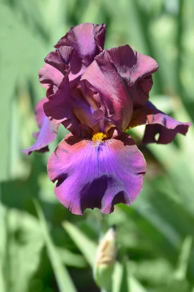 Tall Bearded Iris Pagan Flower Latin Name Iris Barbata Elatior — Stock Photo, Image