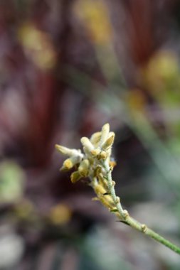 Kangaroo Paw flower buds - Latin name - Anigozanthos hybrids